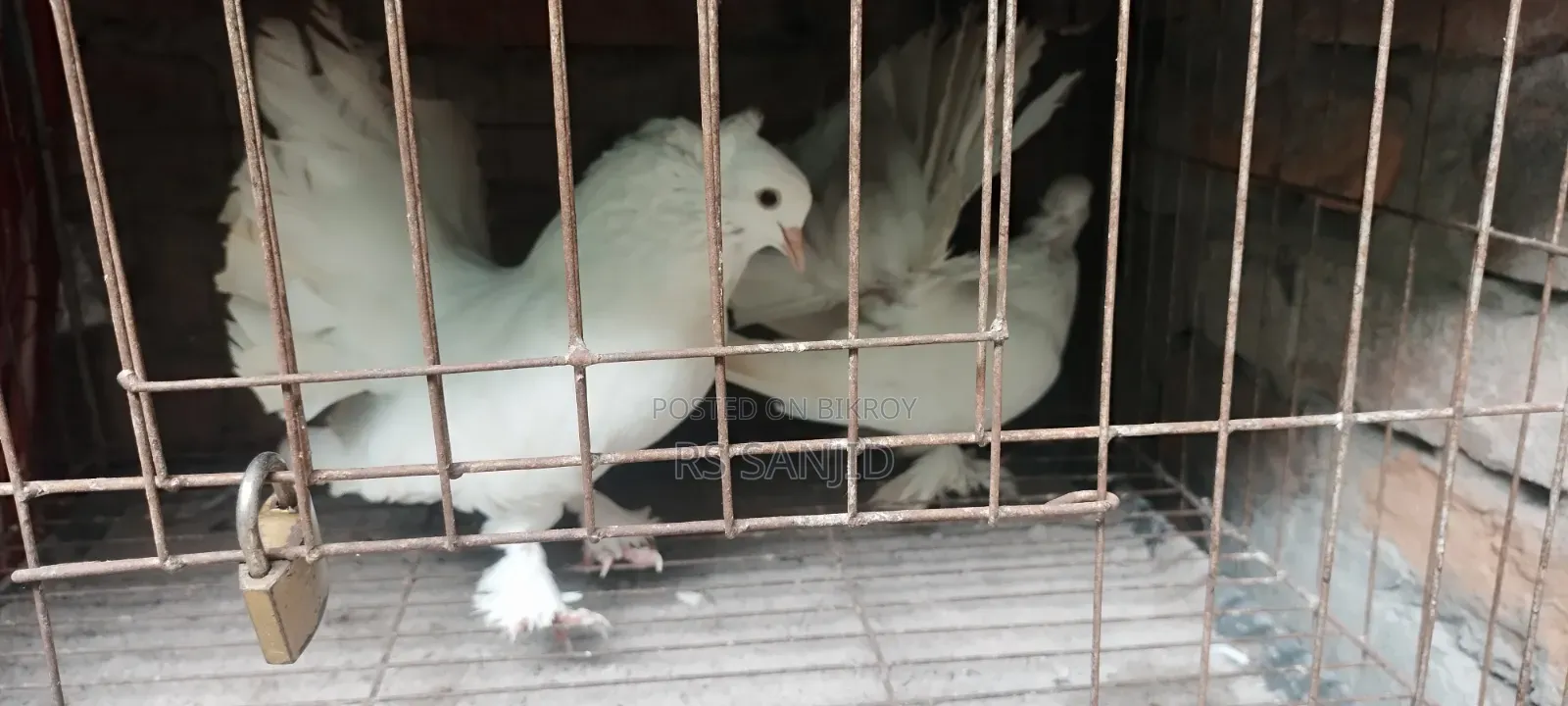 কবুতর এক জোড়া