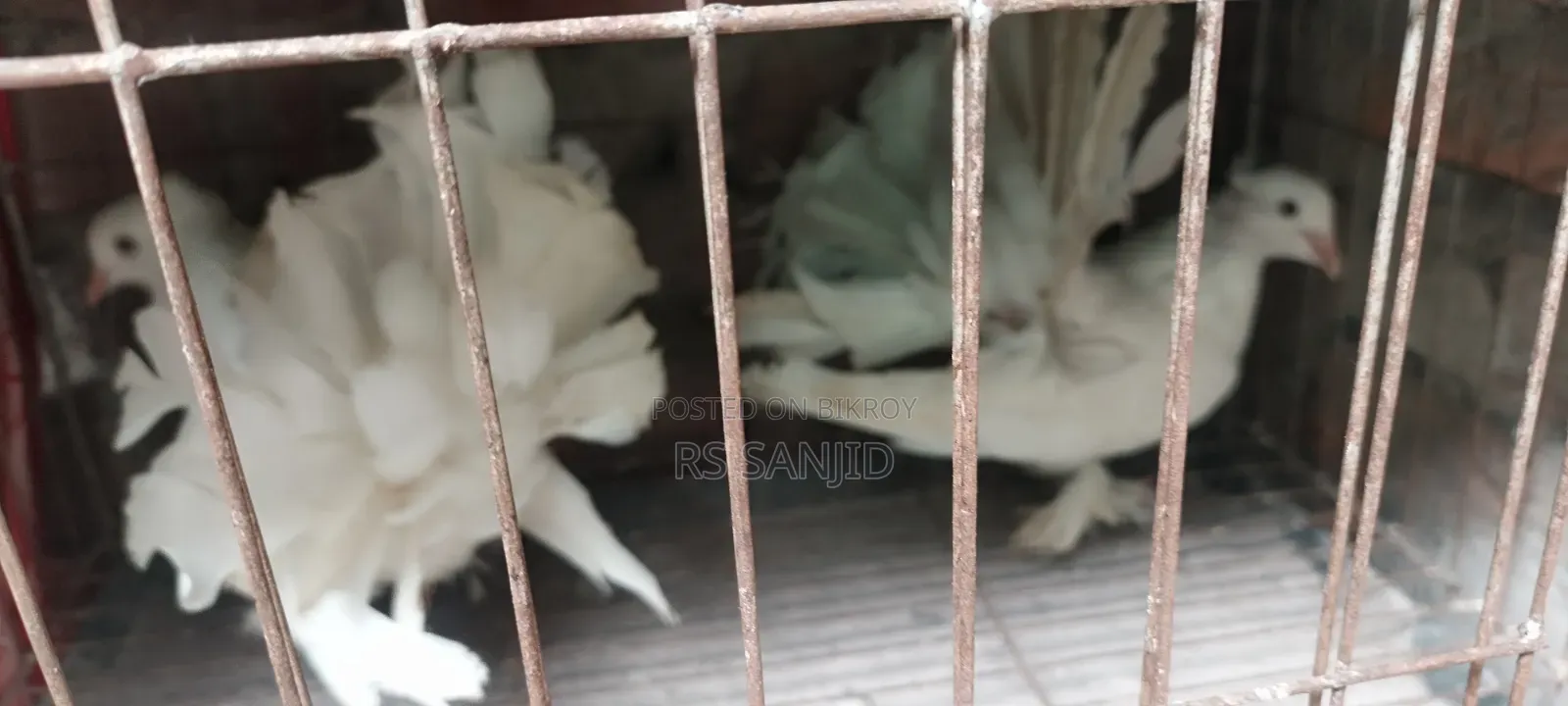 কবুতর এক জোড়া