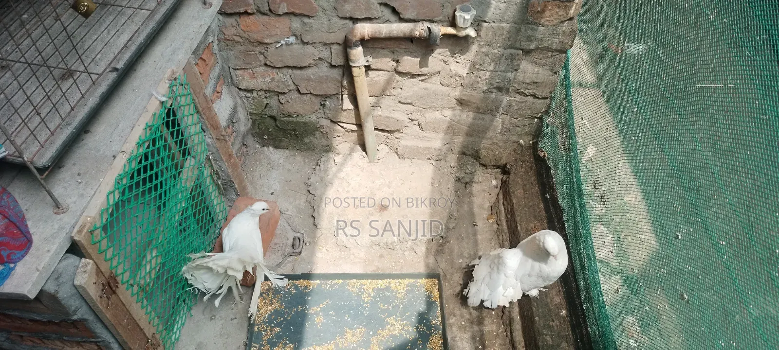 কবুতর এক জোড়া