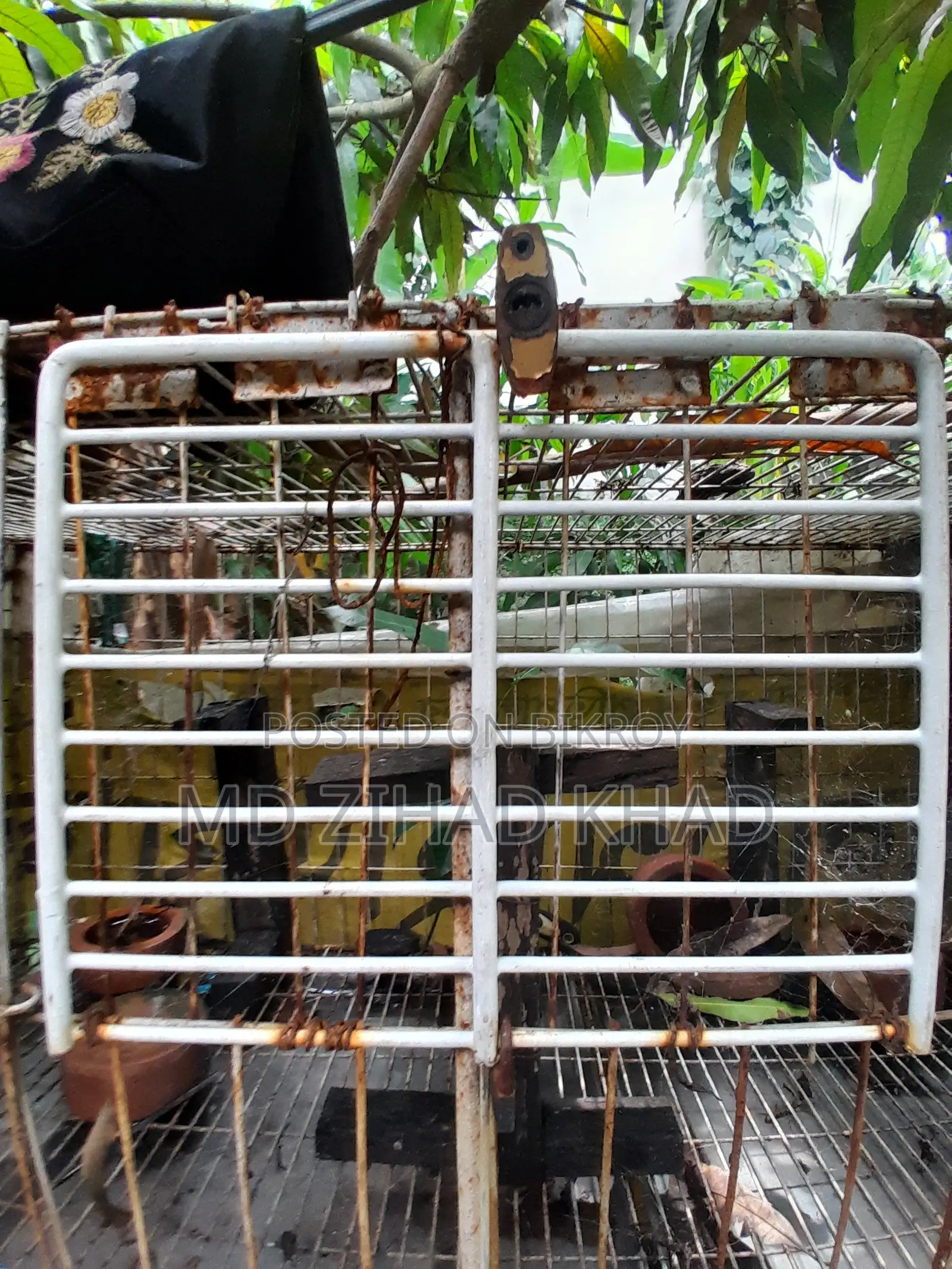 কবুতরের ধাপরি চার খোপের