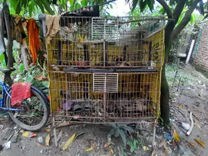 কবুতরের ধাপরি চার খোপের