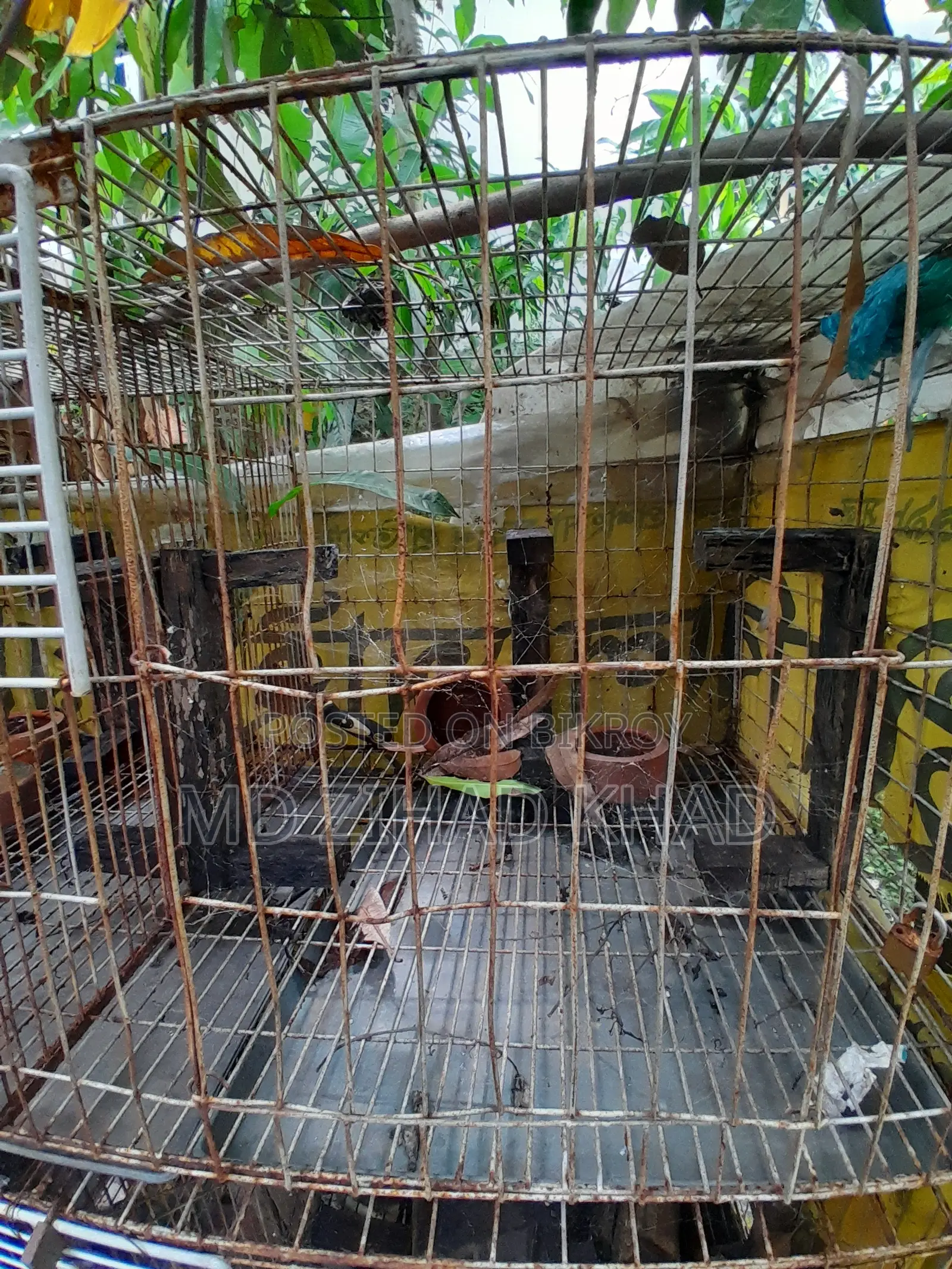 কবুতরের ধাপরি চার খোপের