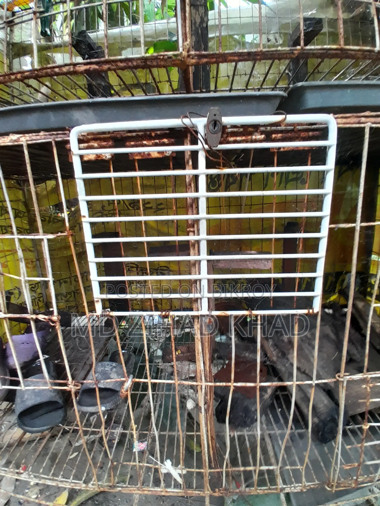 কবুতরের ধাপরি চার খোপের