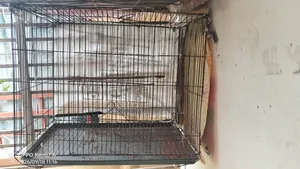 2 Cages..