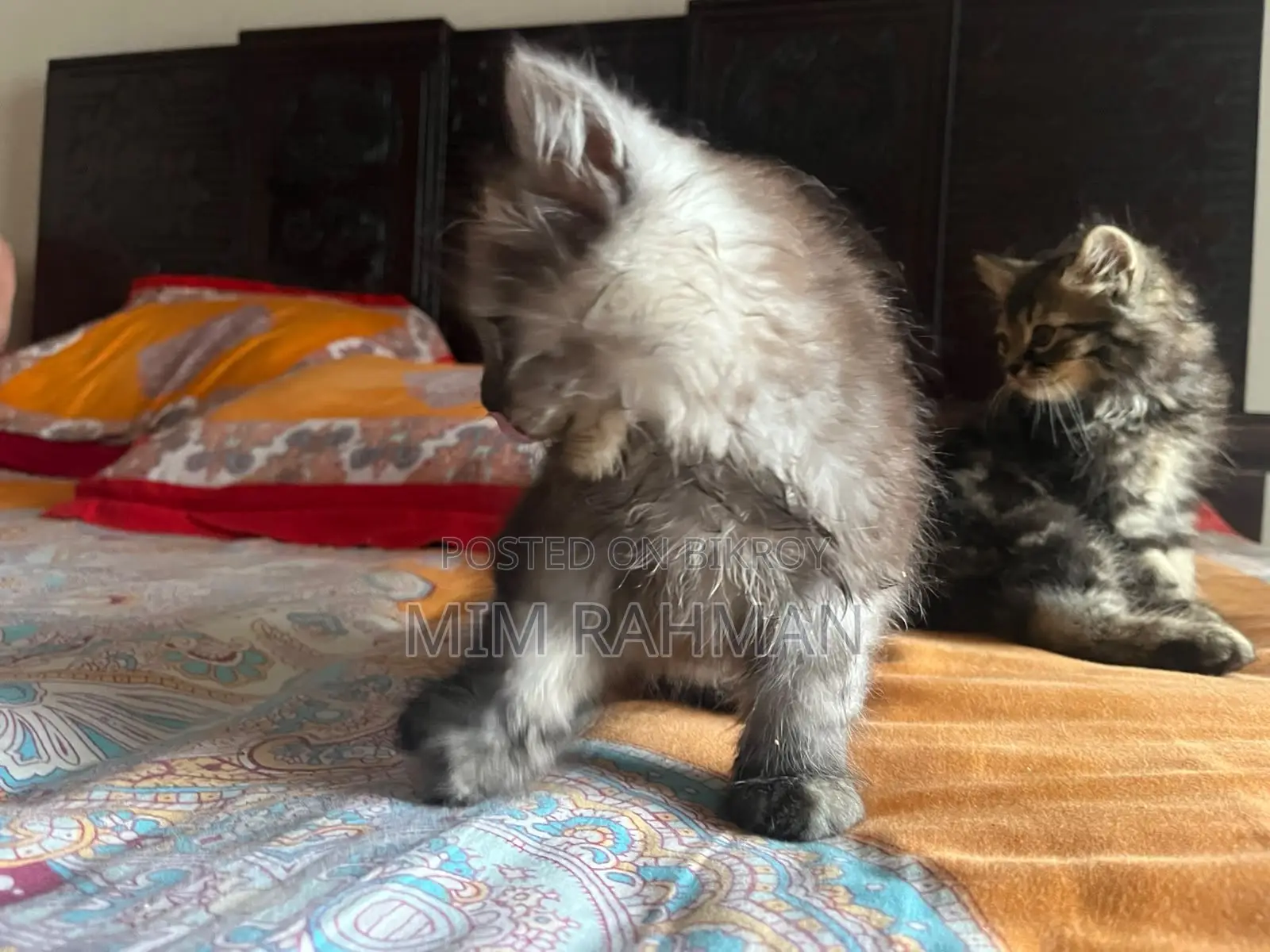 1-3 months Male Purebred Persian