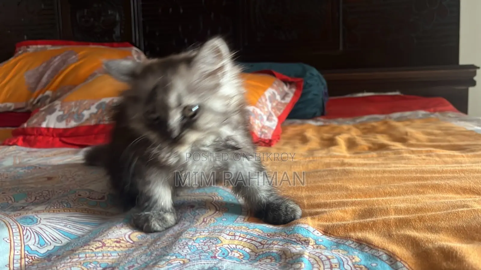 1-3 months Male Purebred Persian