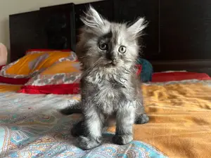 1-3 months Male Purebred Persian