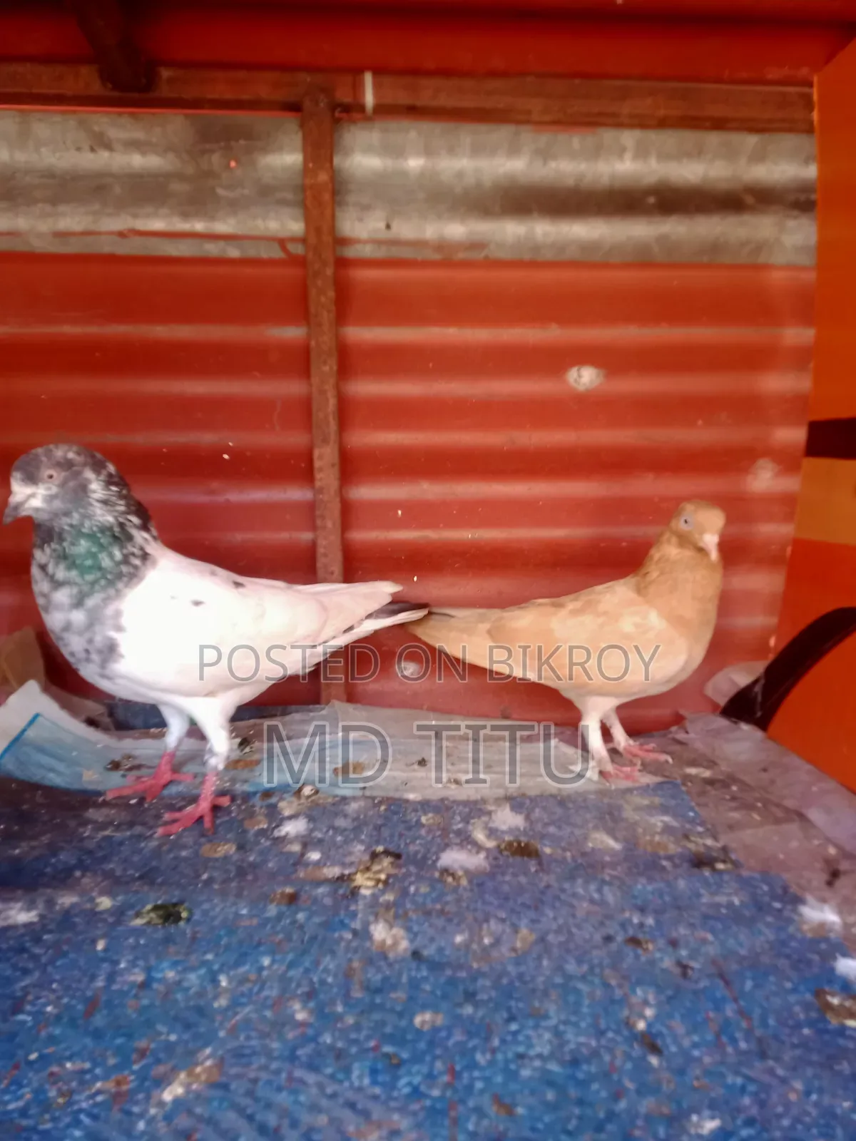 A Pair of Pigeons for Sale