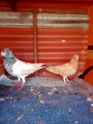 A Pair of Pigeons for Sale