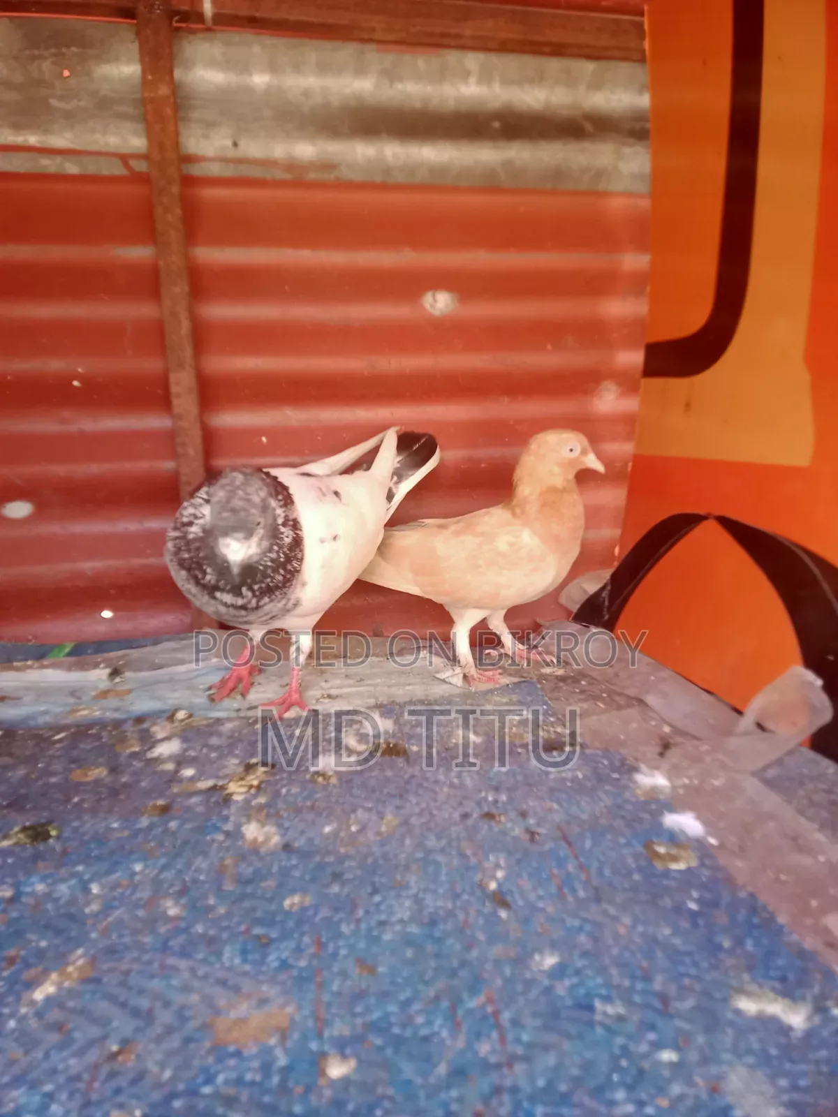A Pair of Pigeons for Sale