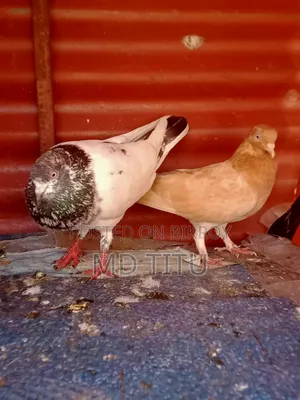 A Pair of Pigeons for Sale