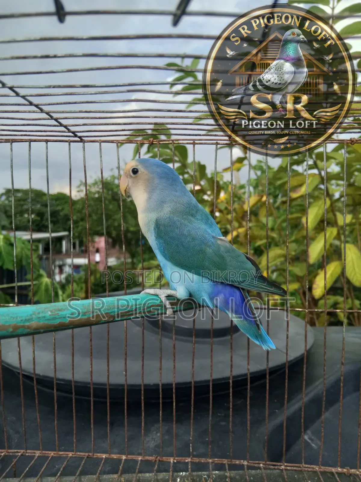 Peach Face Blue Male Lovebird