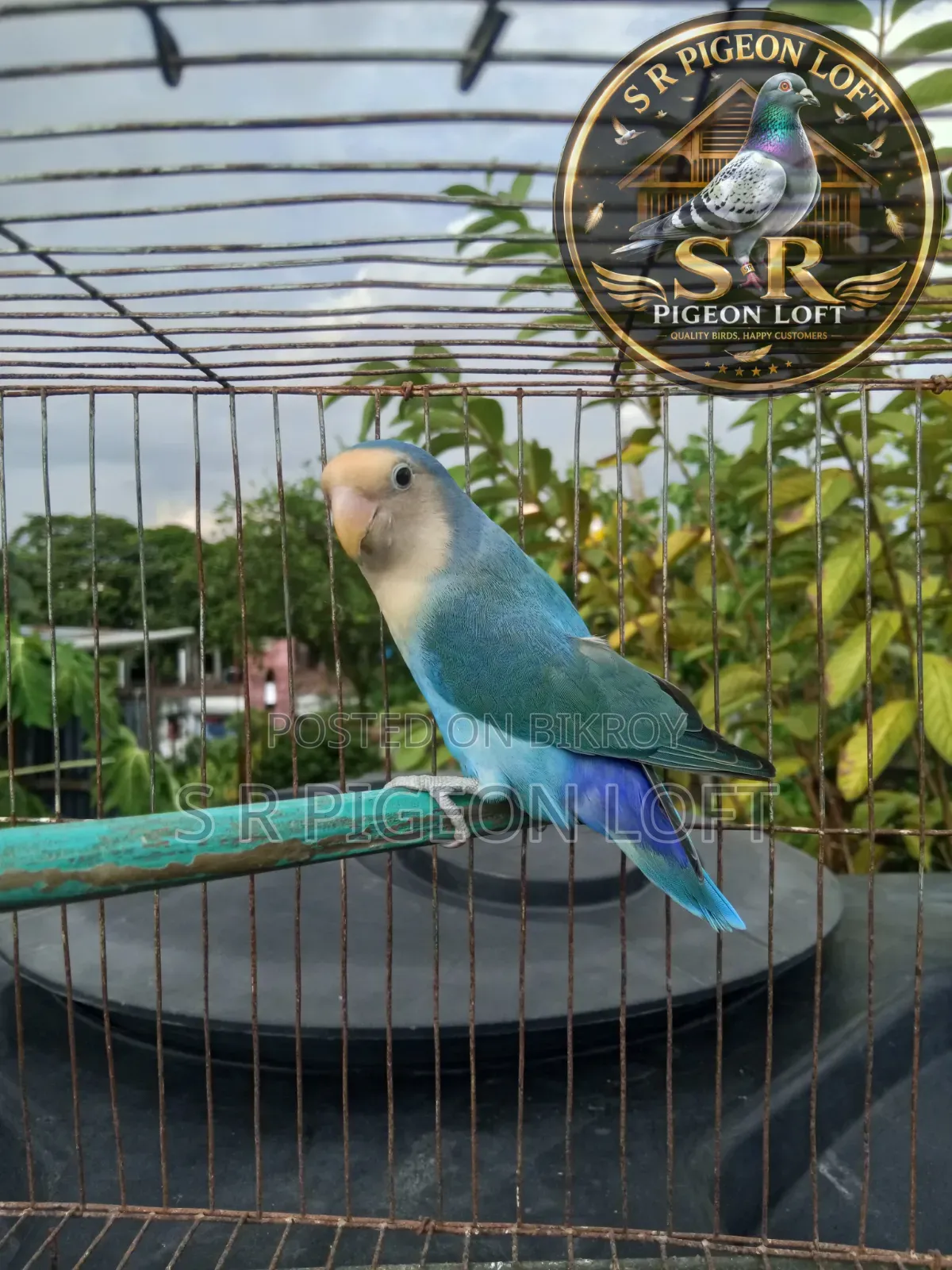 Peach Face Blue Male Lovebird