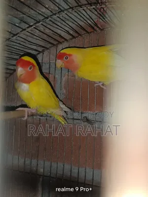 Lovebirds for Sale