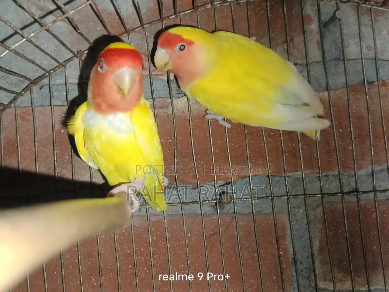 Lovebirds for Sale