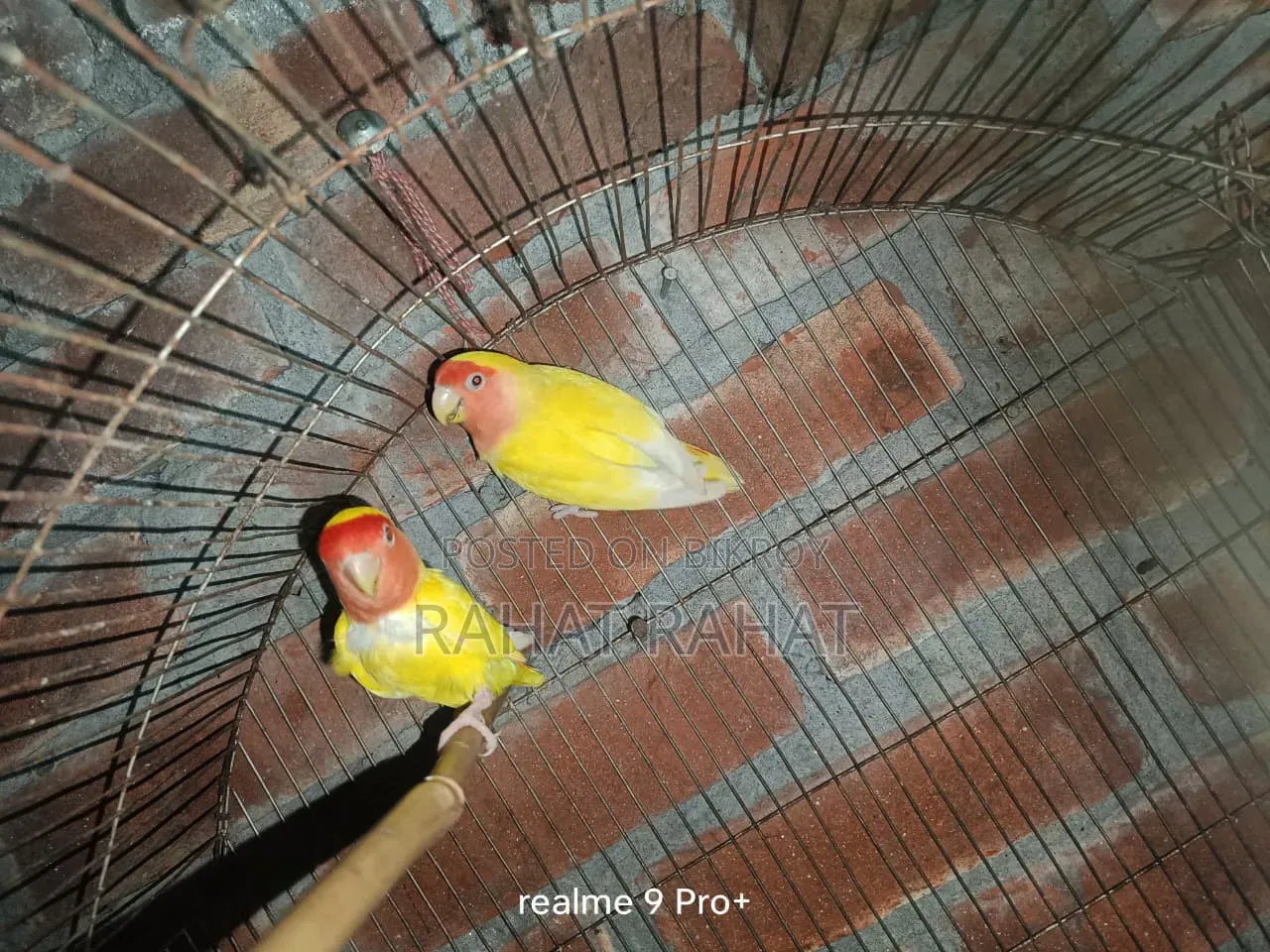 Lovebirds for Sale