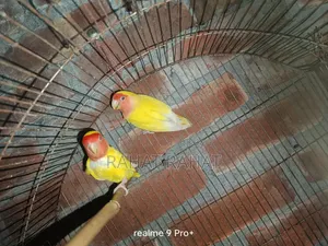 Lovebirds for Sale