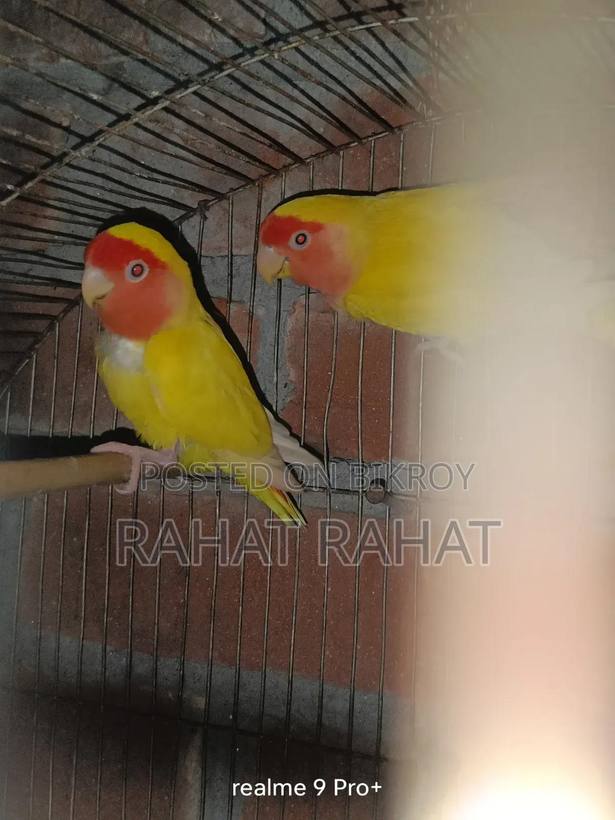 Lovebirds for Sale