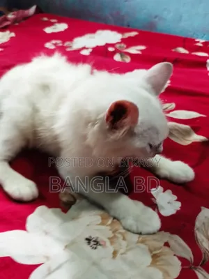 1-3 Months Male Purebred Persian