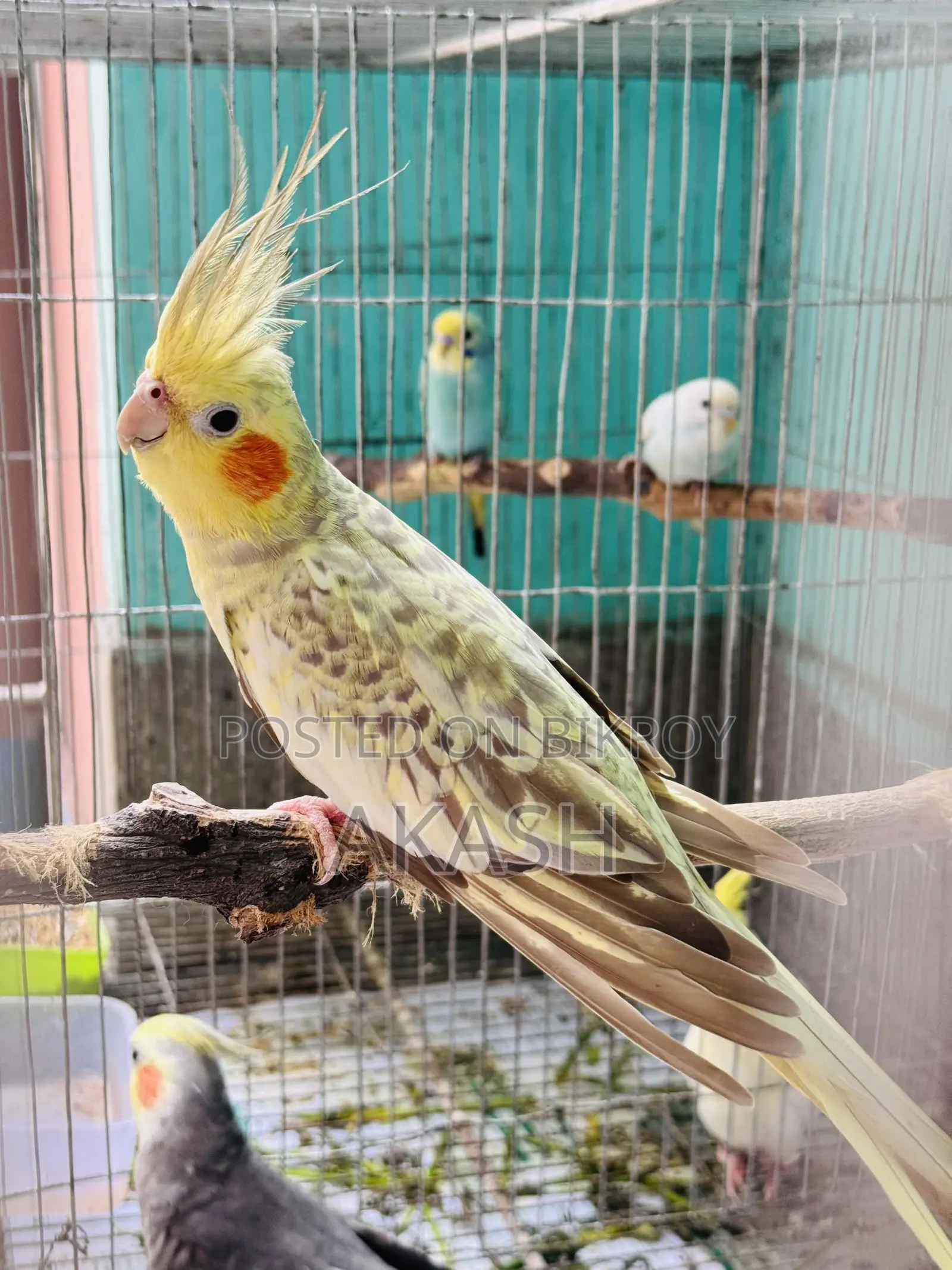 Cockatiel Breeding Pair