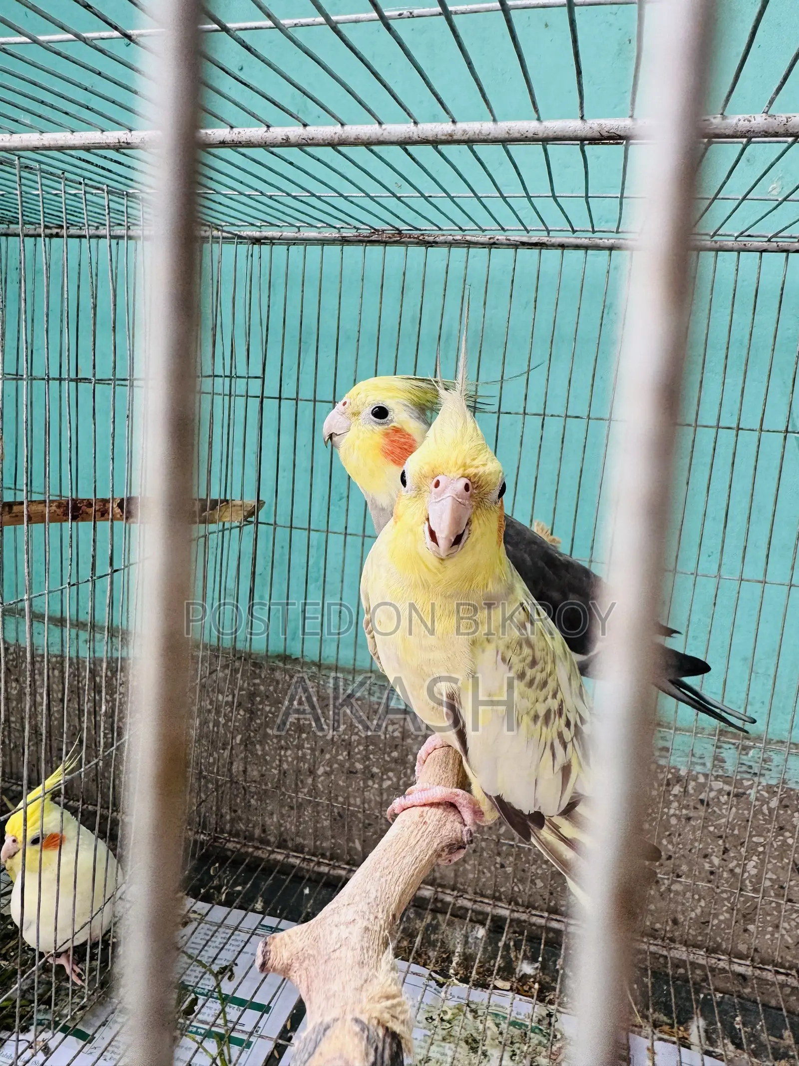 Cockatiel Breeding Pair