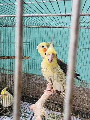 Cockatiel Breeding Pair