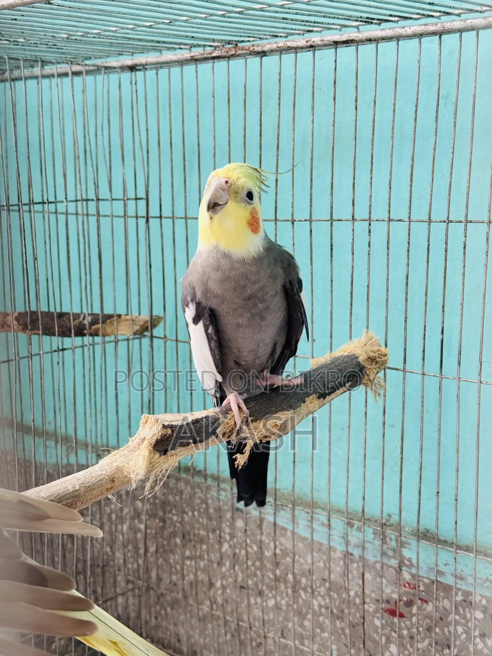 Cockatiel Breeding Pair