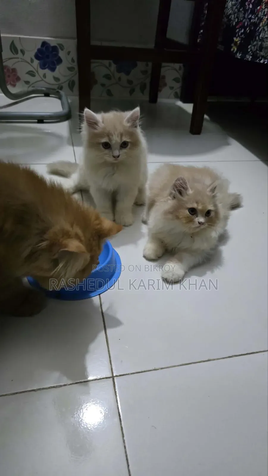 1-3 months Male Purebred Persian