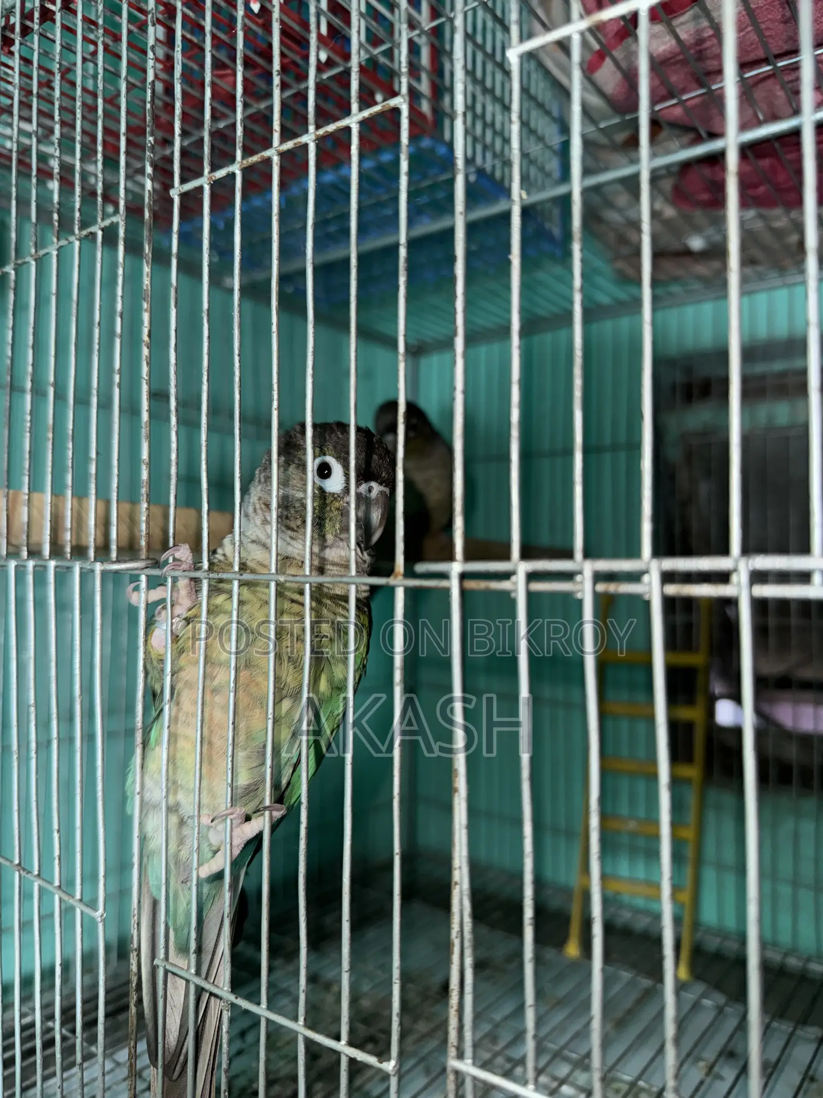 Torquoise Blue Conure