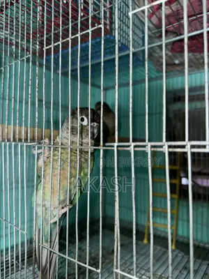 Torquoise Blue Conure