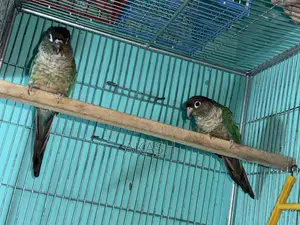 Torquoise Blue Conure