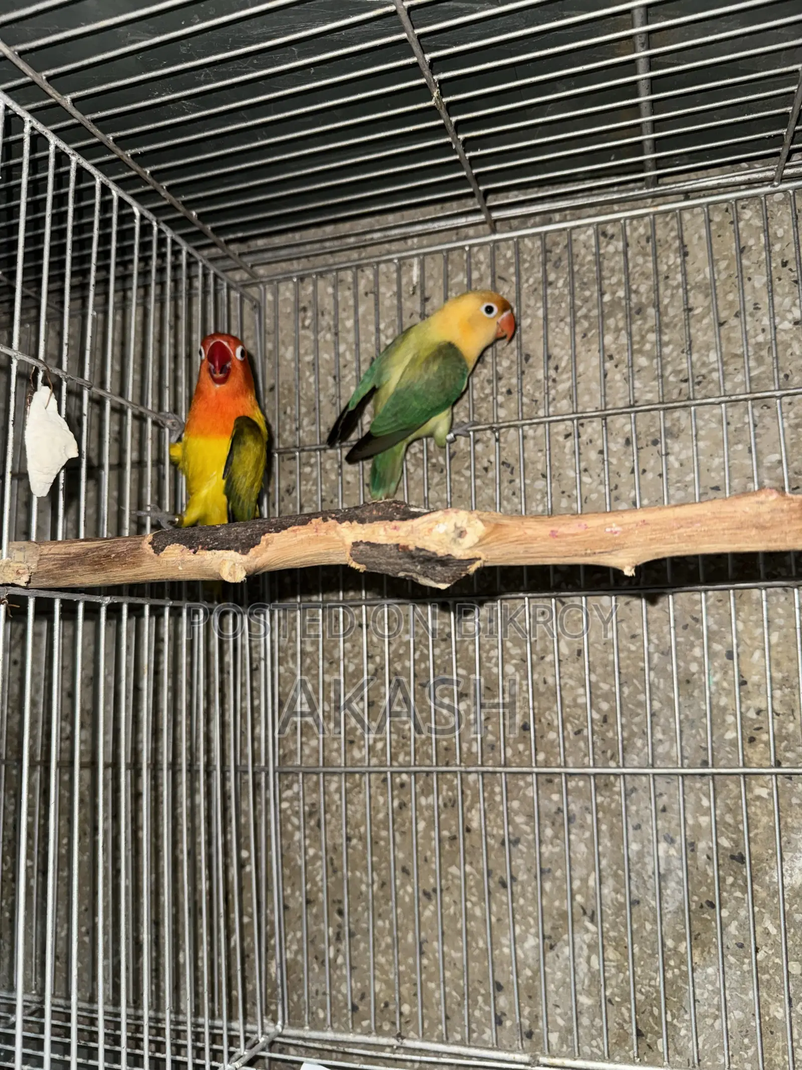 High Mutation Lovebirds