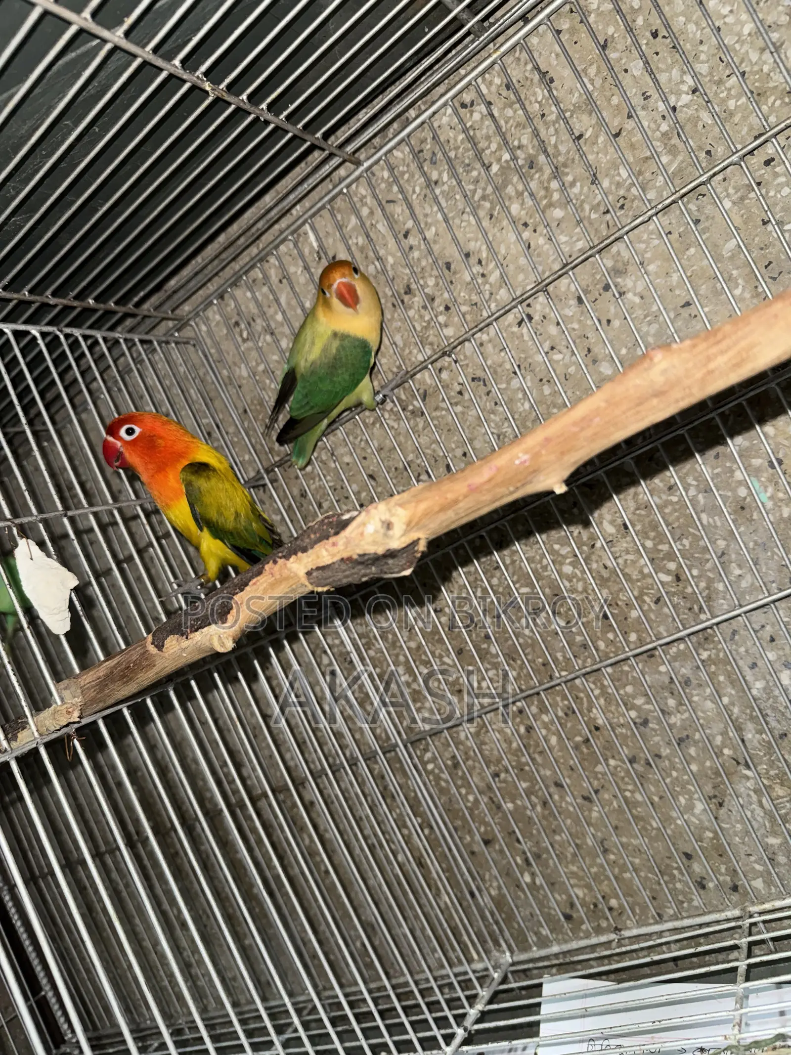 High Mutation Lovebirds