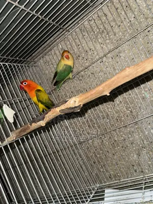 High Mutation Lovebirds