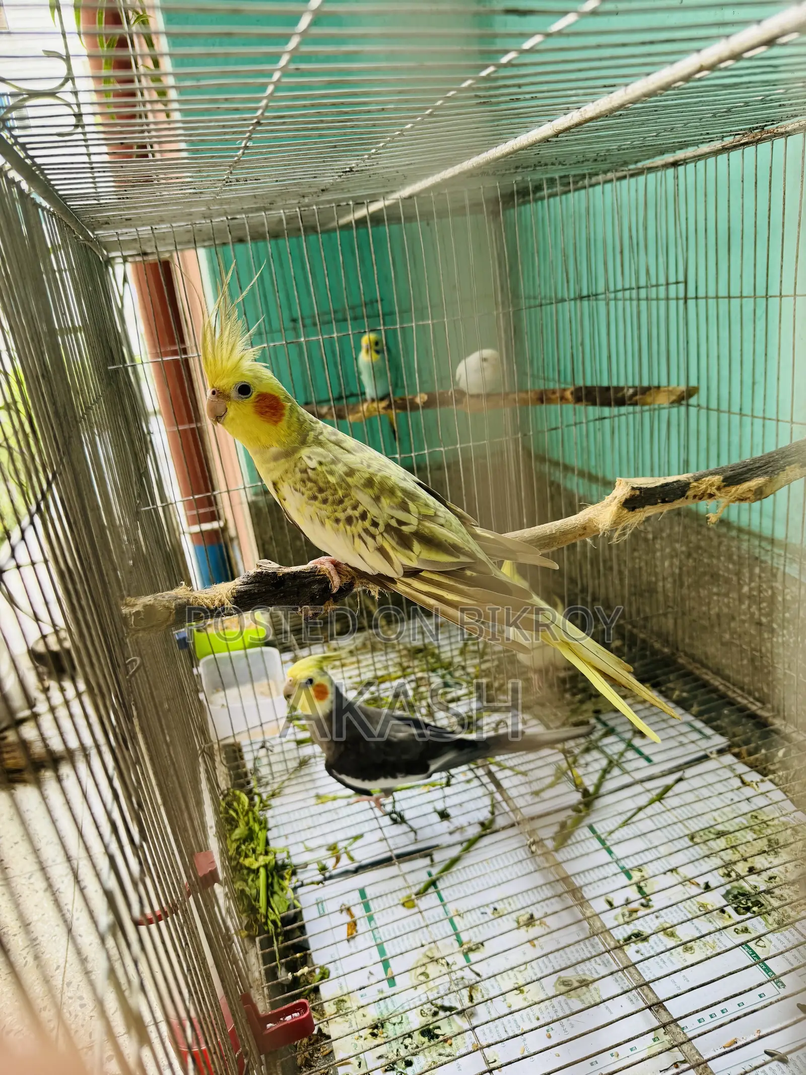 Cockatiel Breeding Pair