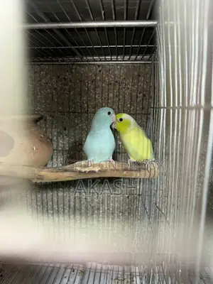 Breeding Pair Forpus