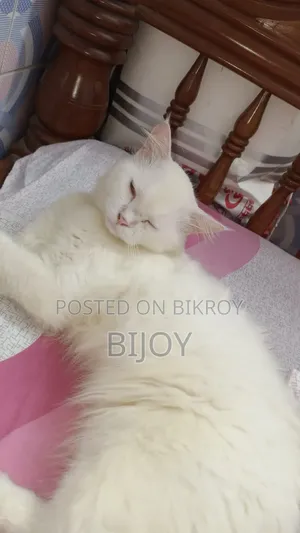 6-12 months Male Purebred Persian