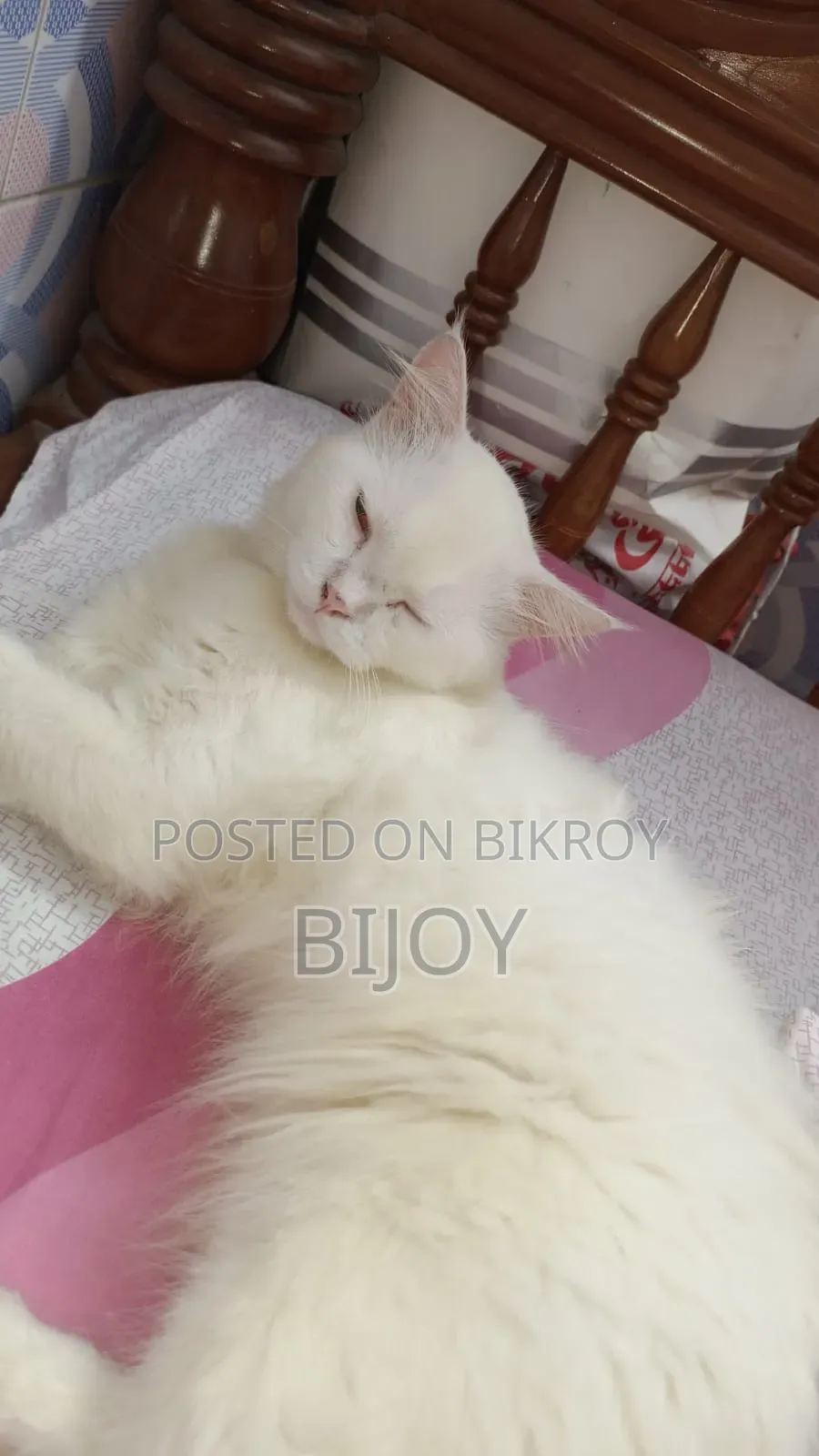 6-12 months Male Purebred Persian
