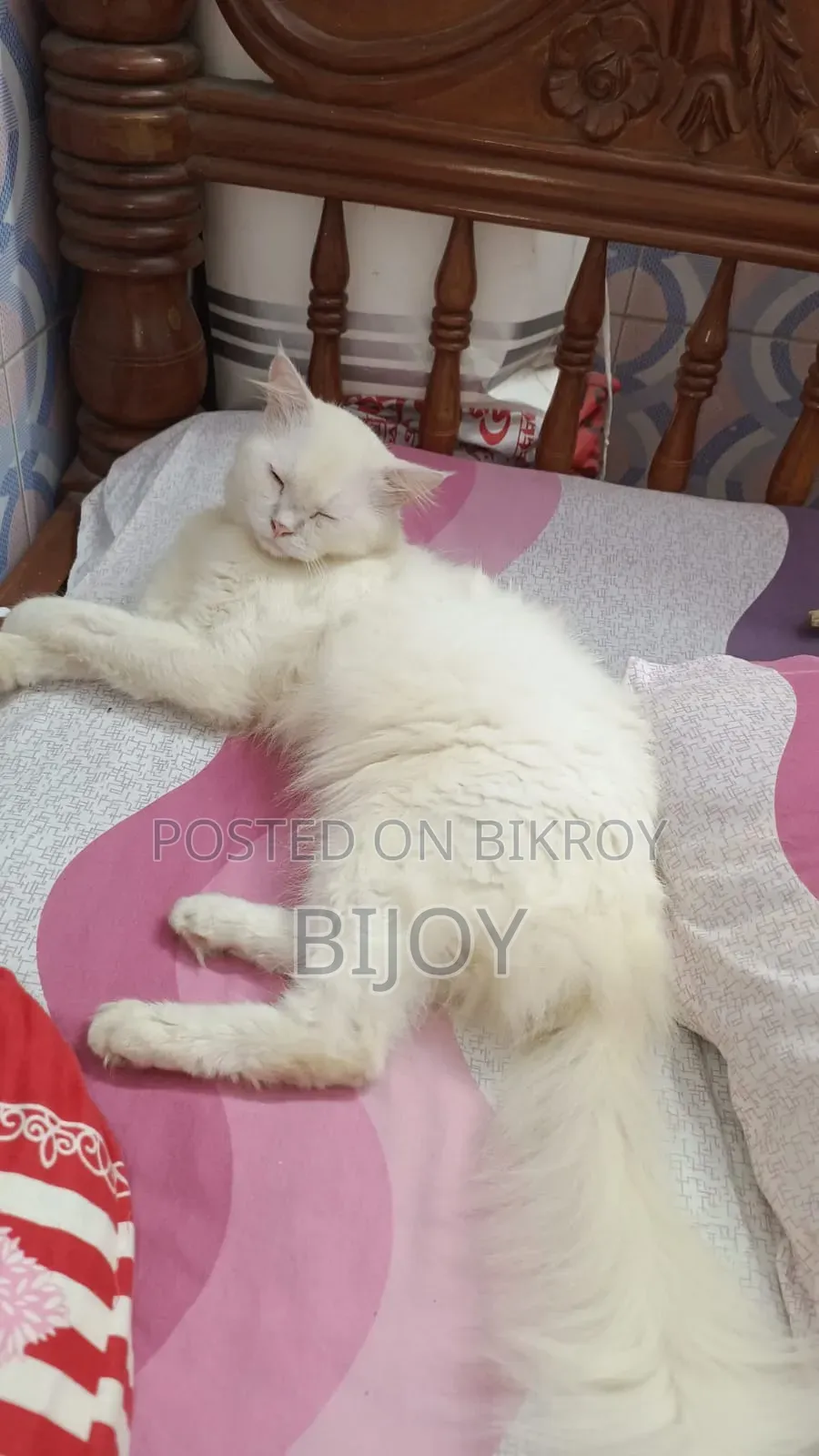 6-12 months Male Purebred Persian