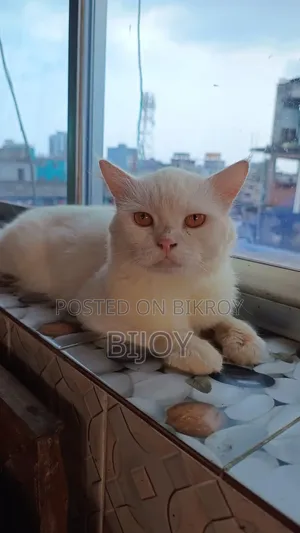 6-12 months Male Purebred Persian