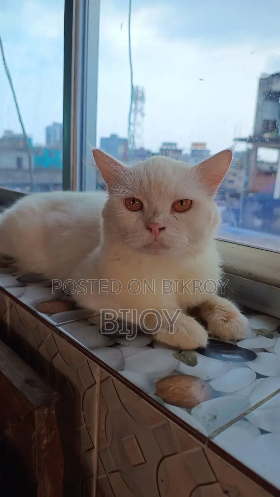 6-12 months Male Purebred Persian