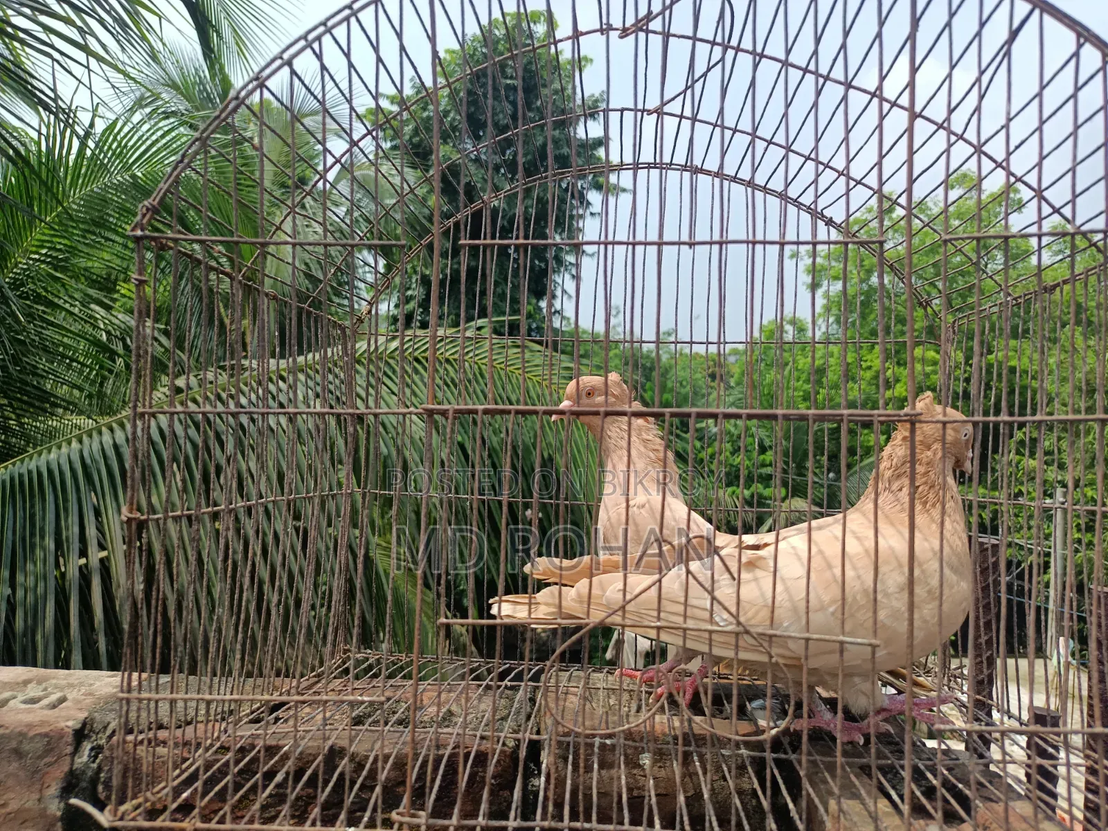 Pure Pair Egg Breeding Running