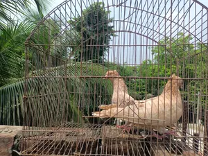 Pure Pair Egg Breeding Running