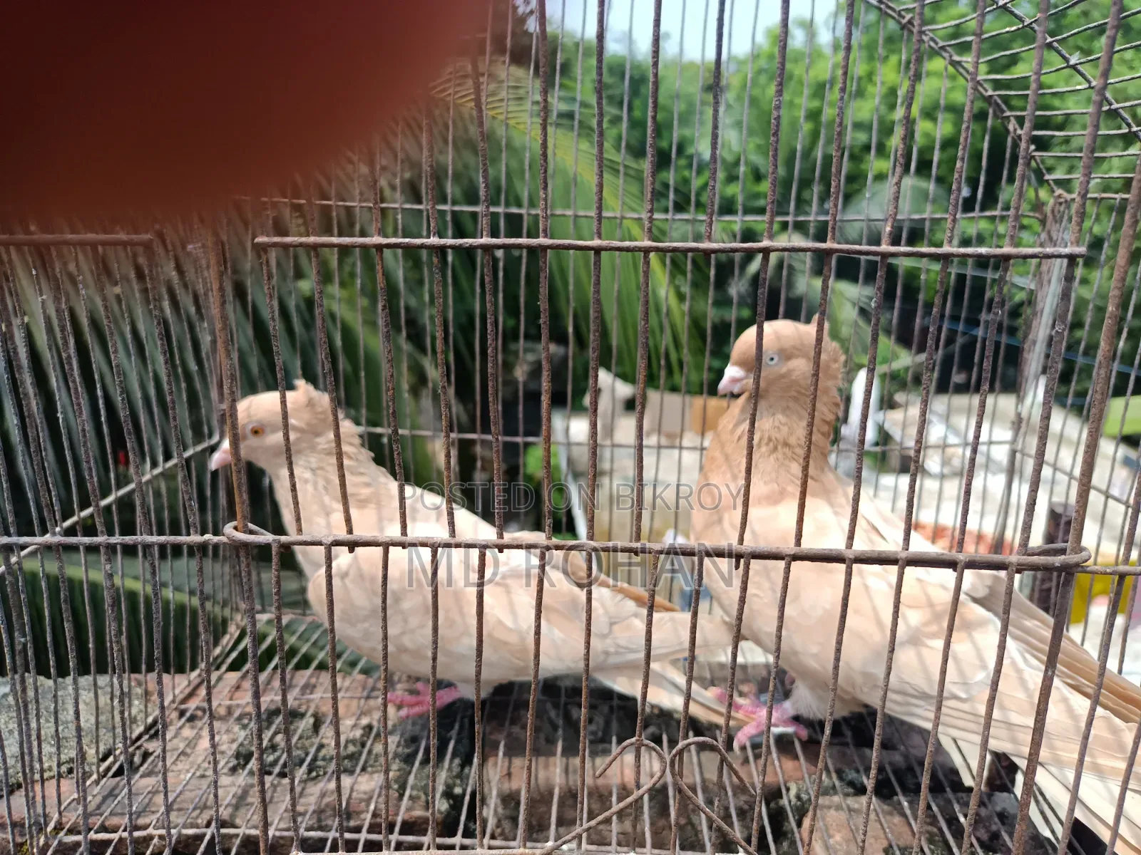 Pure Pair Egg Breeding Running