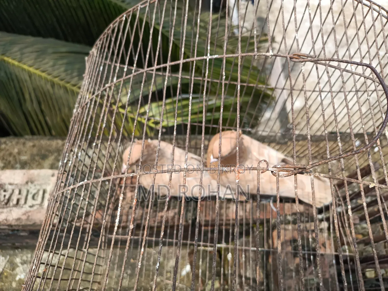 Pure Pair Egg Breeding Running