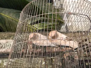Pure Pair Egg Breeding Running