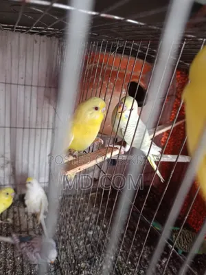 Lutino Red Eye Budgerigar