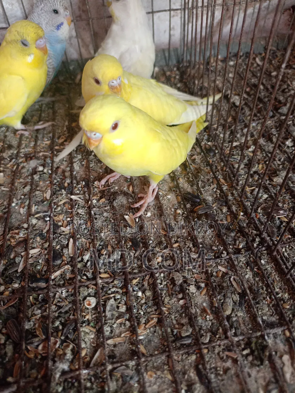Lutino Red Eye Budgerigar