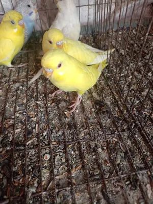 Lutino Red Eye Budgerigar