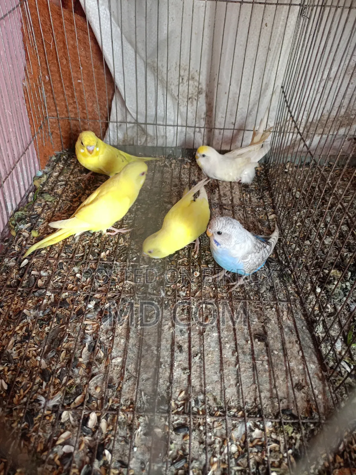Lutino Red Eye Budgerigar